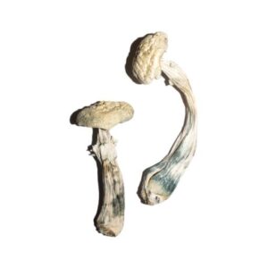 Averys-Albino-Magic-Mushrooms-510x765-1