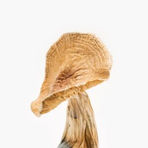 Buy-African-Kobe-Magic-Mushrooms