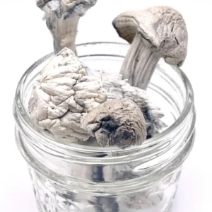 Buy-Albino-Penis-Envy-APE-Organic-Shrooms-for-sale