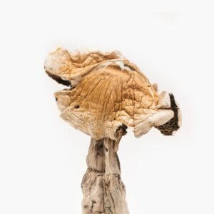 Buy-Amazonian-Magic-Mushroom