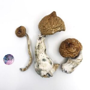 Buy-Lizard-King-Mushrooms