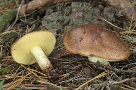 Buy-Top-Quality-Canned-Suillus-Granulatus-Mushroom