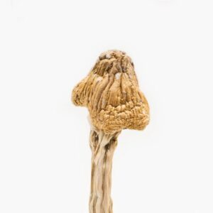 Buy-Tri-Colour-Ecuadorian-Magic-Mushroom-Premium