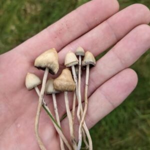 Buy-liberty-caps-dosage-magic-mushrooms (1)