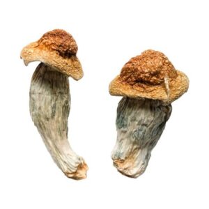 Melmac-Homestead-Penis-Envy-Magic-Mushrooms-510x765-1